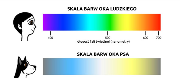 Fakty i mity o psach i kotach - artykuły CBDZOE