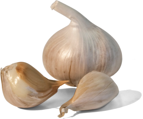 czosnek