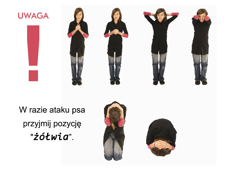 Zachowanie podczas ataku psa - artykuły CBDZOE