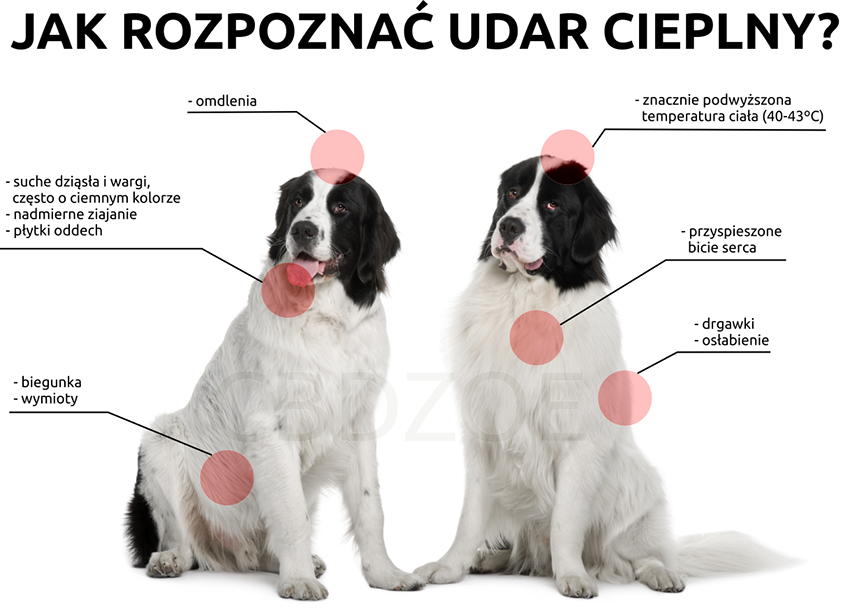 Udar cieplny u zwierząt - jak rozpoznać