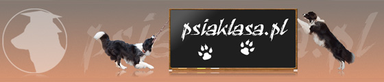 psiaklasa szkolenie psów gryfice i okolice